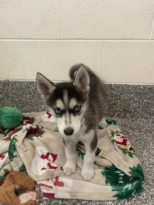 A baby small-sized female Siberian Husky dog named Andarna for adoption in Westland, MI