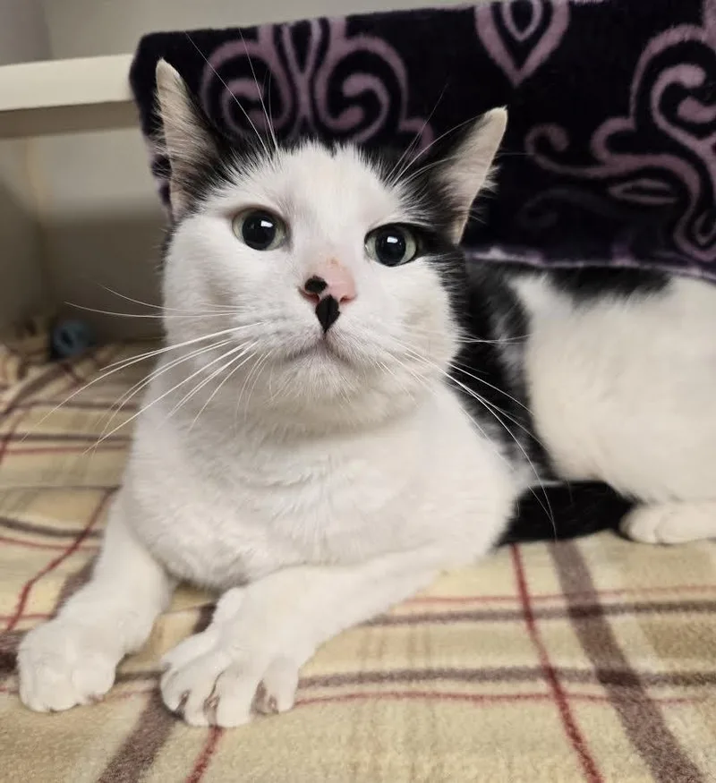 Daisy Moo thumbnail 2