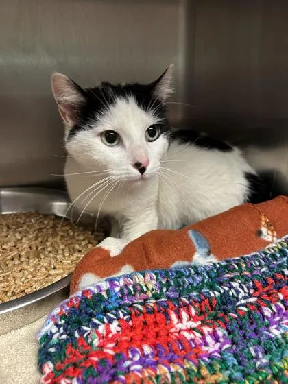 Daisy Moo thumbnail 3