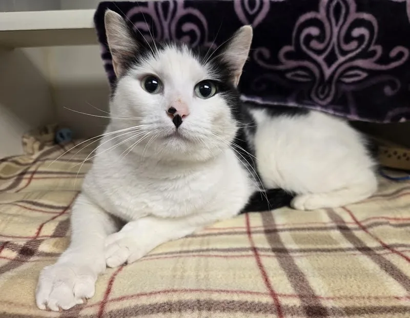 Daisy Moo thumbnail 4