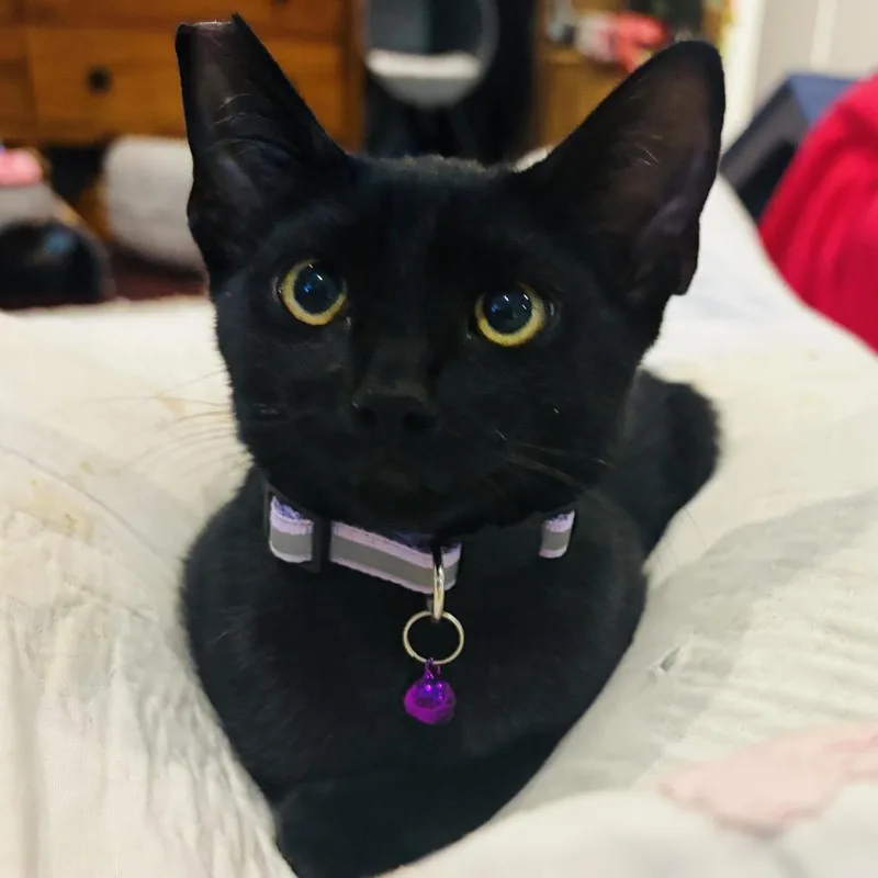 A baby small-sized male Black Domestic Short Hair cat named Squirrel for adoption in Ventura, CA