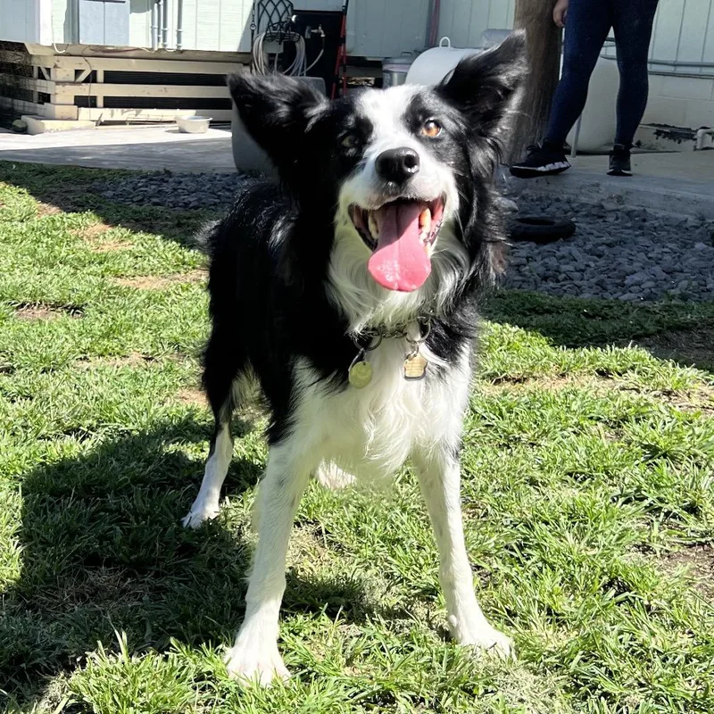 An adult medium-sized male Black Border Collie dog named Keyanu for adoption in Keaau, HI