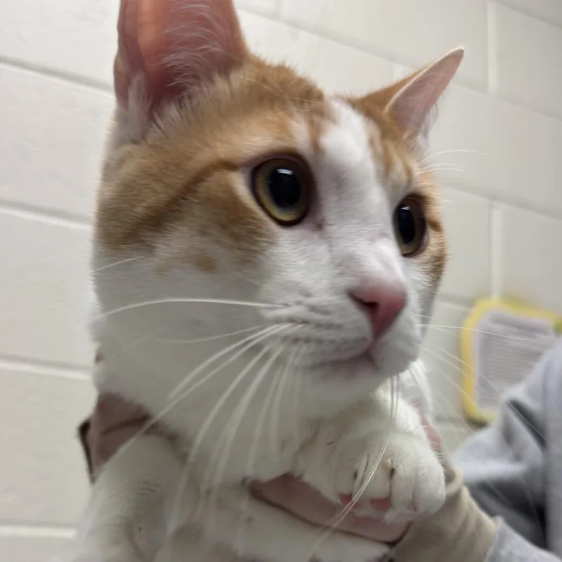 An adult large-sized male Orange / Red Domestic Short Hair cat named Mario for adoption in Murray, UT