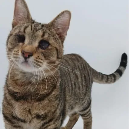 An adult medium-sized male Tabby (Brown / Chocolate) Domestic Short Hair cat named Zesty for adoption in Springfield, MO