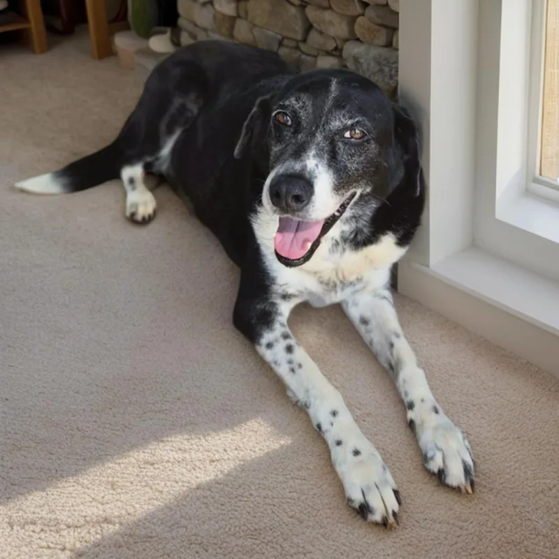 An adult medium-sized female Black Labrador Retriever dog named Patches for adoption in Lincolnshire, IL