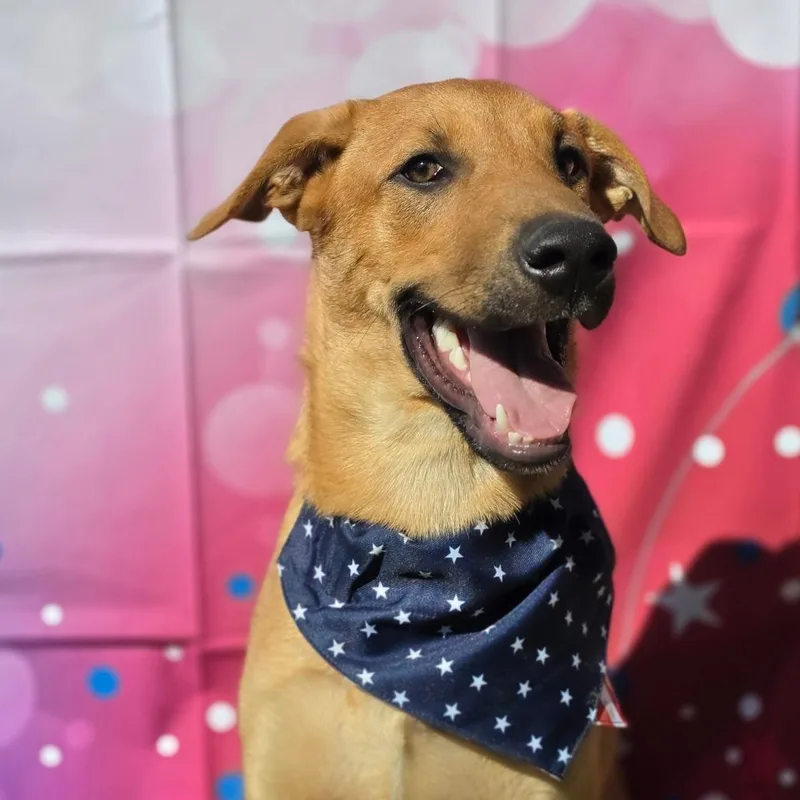 A baby medium-sized male Yellow / Tan / Blond / Fawn German Shepherd Dog dog named Casanova AL for adoption in Austin, TX