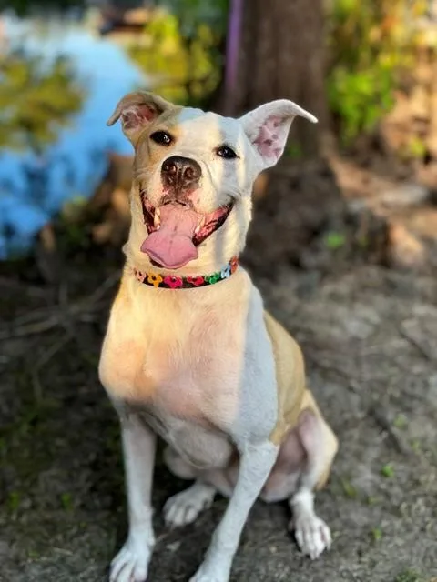 A young medium-sized female Apricot / Beige Terrier dog named Cassie for adoption in Unionville, CT