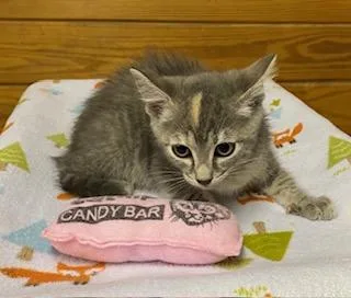 A baby medium-sized female Dilute Tortoiseshell cat named Zora for adoption in Southern Pines, NC
