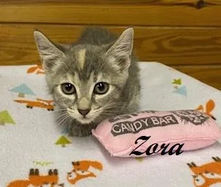 Zora thumbnail 2