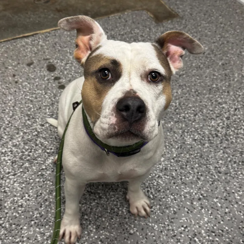 A young medium-sized female White / Cream Pit Bull Terrier dog named Pombon for adoption in Henderson, NV