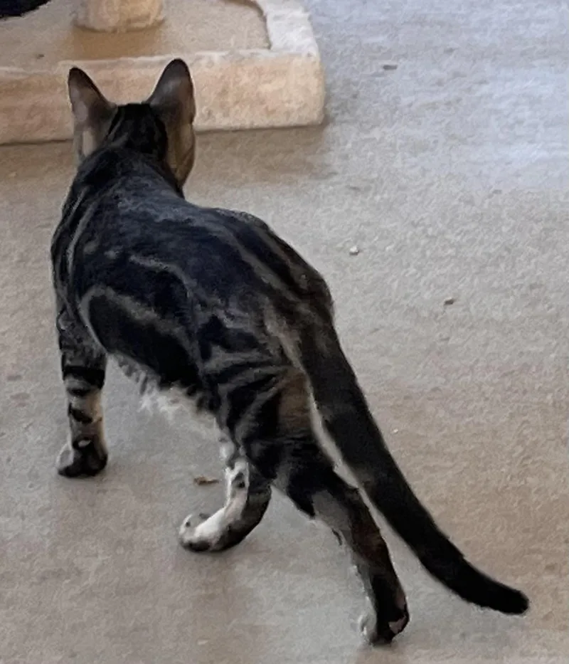 A young medium-sized female Tabby (Gray / Blue / Silver) American Shorthair cat named Addie Kat for adoption in Moreno Valley, CA