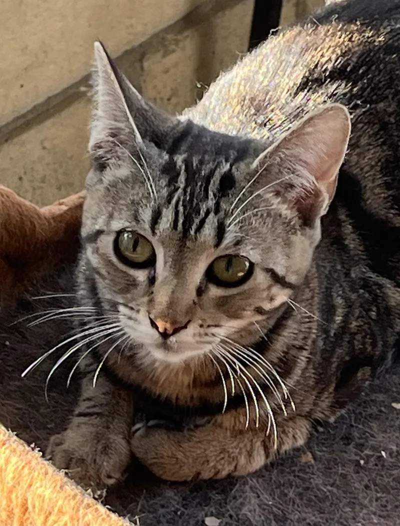 Addie Kat thumbnail 2