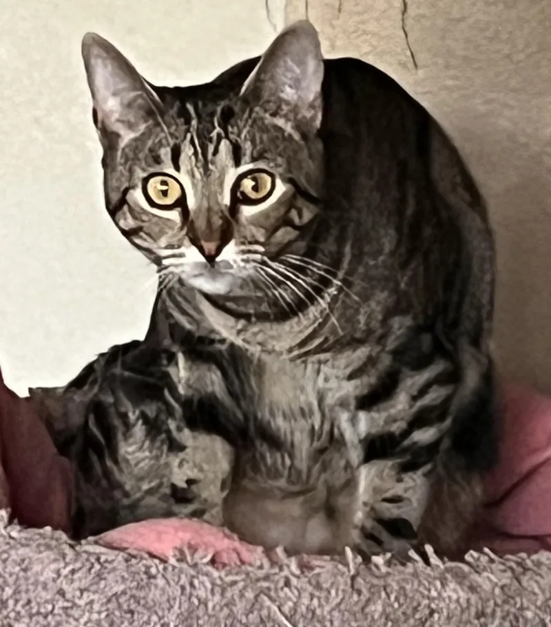 Addie Kat thumbnail 3