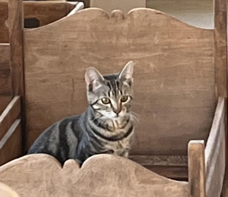 Addie Kat thumbnail 5