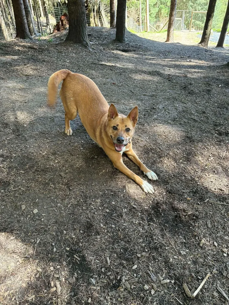 An adult medium-sized female Australian Cattle Dog / Blue Heeler dog named Nancy for adoption in Battle Ground, WA