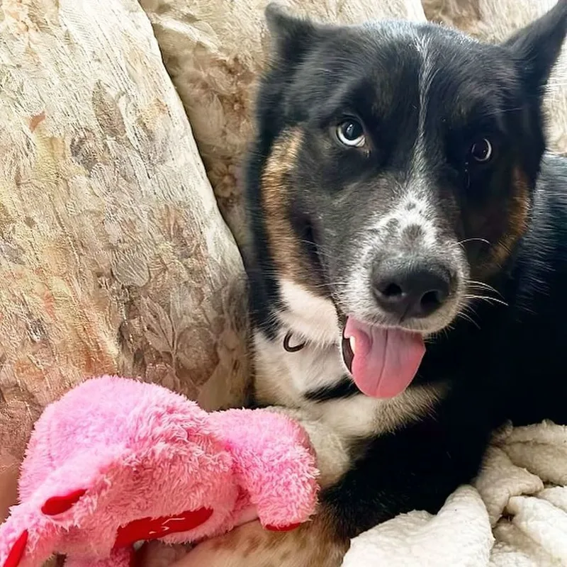 A young large-sized male Tricolor (Brown, Black, & White) Siberian Husky dog named Yoshi for adoption in Detroit, MI