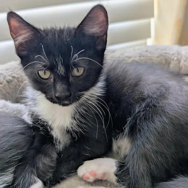 A young medium-sized female Black & White / Tuxedo Domestic Short Hair cat named Twinkle for adoption in Blackfoot, ID