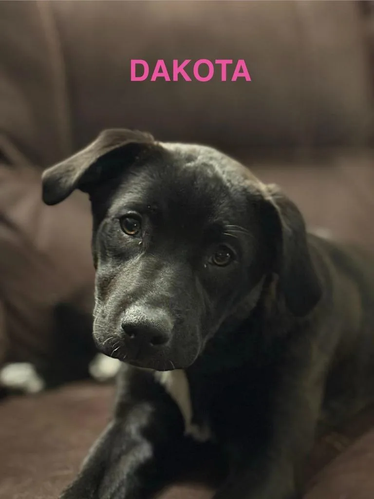 Dakota thumbnail 2