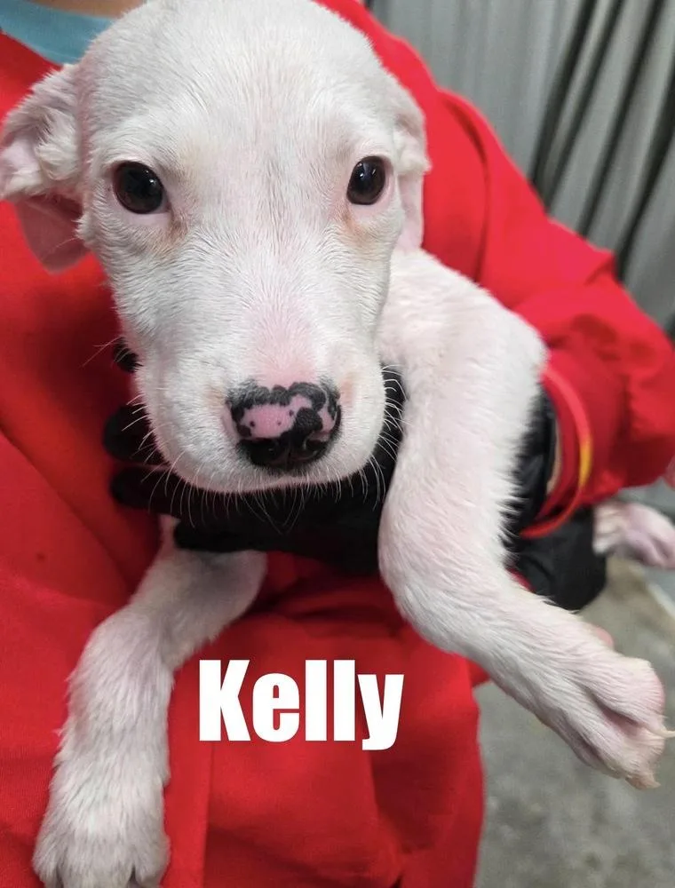 A baby large-sized female White / Cream Hound dog named Kelly for adoption in Irwin, PA