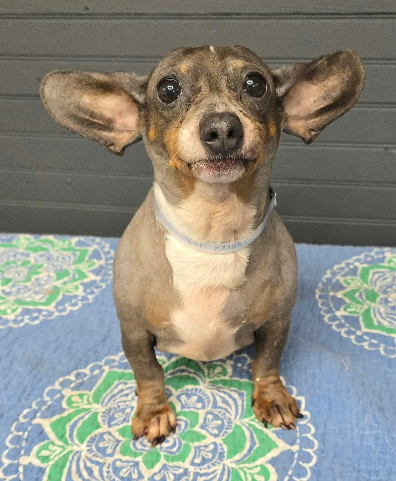 A senior small-sized male Chinese Crested Dog dog named Harry for adoption in Newport, TN