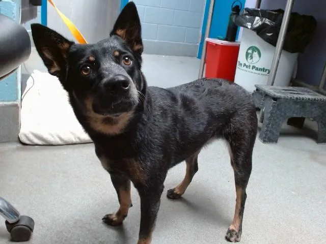 An adult medium-sized female Australian Cattle Dog / Blue Heeler dog named Clementine for adoption in Albuquerque, NM