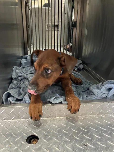 A baby large-sized male Mixed Breed dog named Ranger for adoption in Dallas, TX