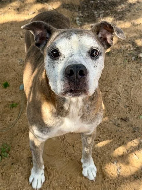 A senior medium-sized female Mixed Breed dog named Fifi for adoption in Fort Walton Beach, FL