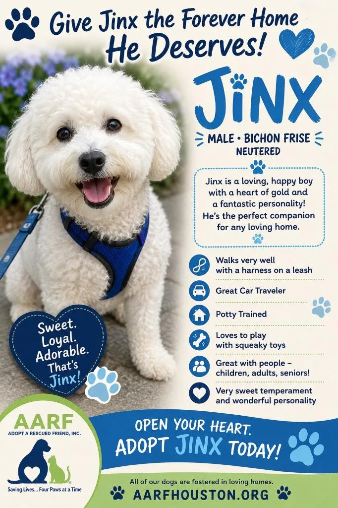 A senior medium-sized male Bichon Frise dog named Jinx for adoption in Spring, TX