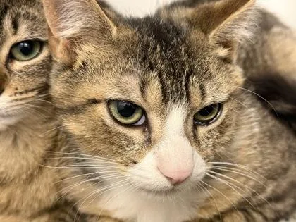 General Tso thumbnail 3