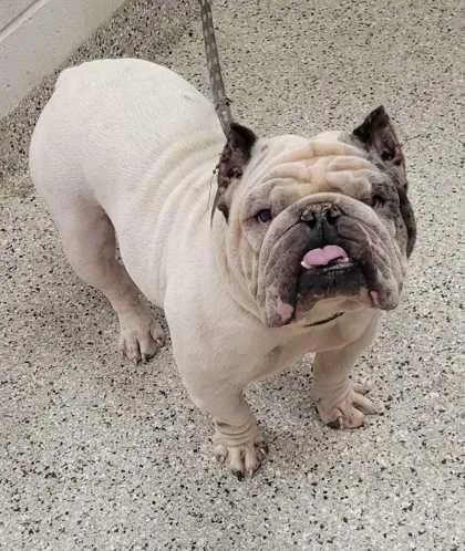 An adult medium-sized female White / Cream Pit Bull Terrier dog named Jersey for adoption in Kansas City, MO