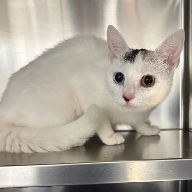 A young medium-sized female White Domestic Short Hair cat named Tictac for adoption in North Haven, CT
