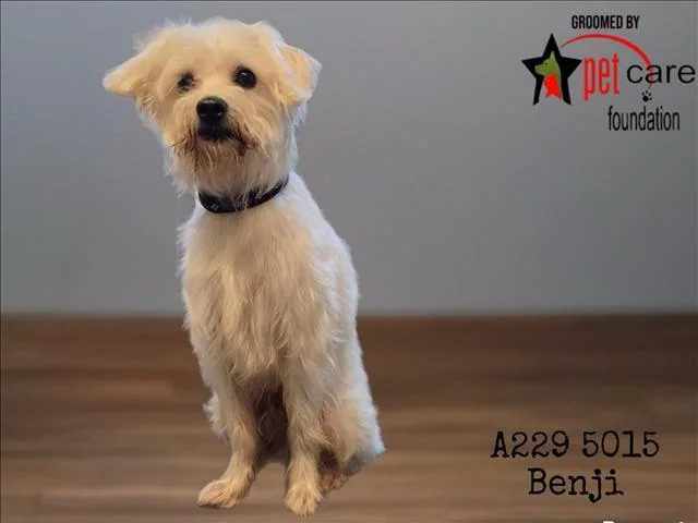 An adult small-sized male Rat Terrier dog named Benji for adoption in Los Angeles, CA