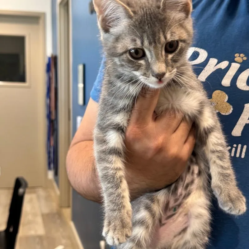 A baby small-sized female Gray / Blue / Silver Domestic Short Hair cat named Marshmallow City Of Industry for adoption in Chino Hills, CA