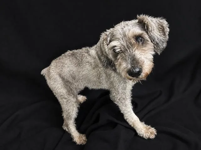 Fritz