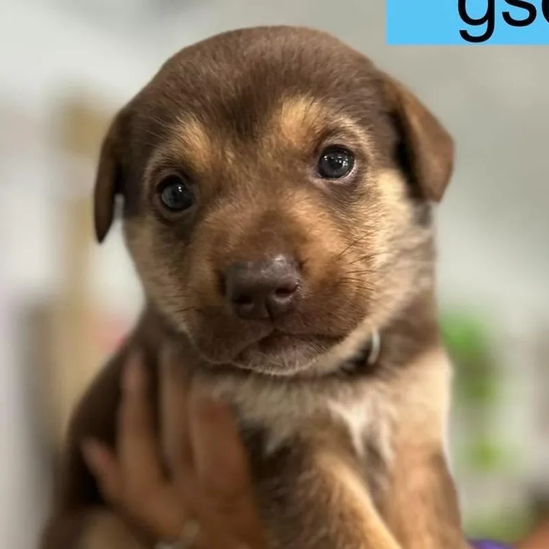 A baby small-sized male Brown / Chocolate German Shepherd Dog dog named Milano for adoption in Tampa, FL