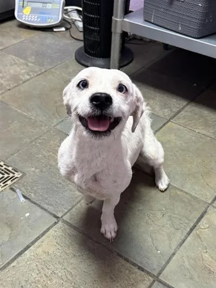 A young small-sized female White / Cream Mixed Breed dog named 61071964 for adoption in El Paso, TX
