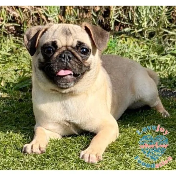 Pippa Coh thumbnail 2