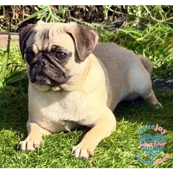 Pippa Coh thumbnail 4