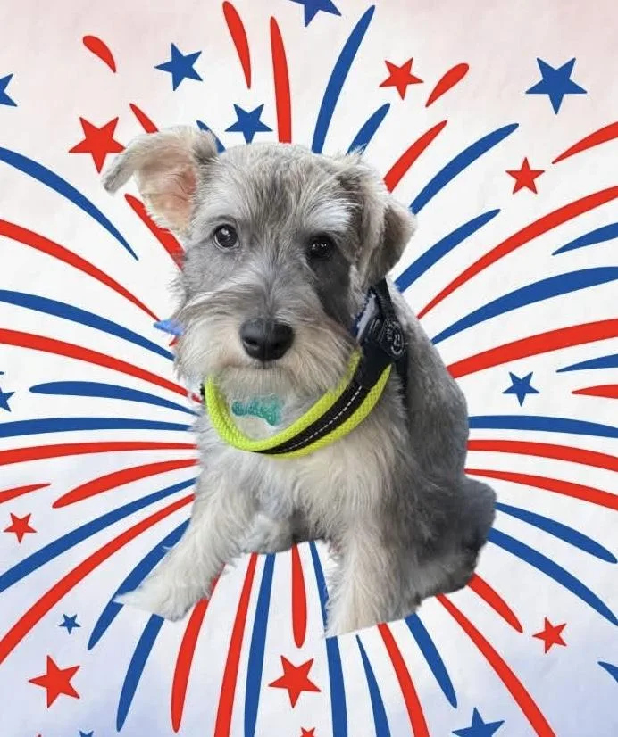 A baby small-sized male Miniature Schnauzer dog named Forrest for adoption in Norfolk, VA