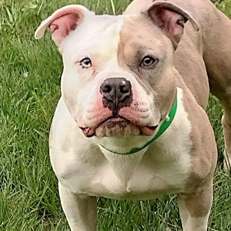 Hercules thumbnail 5