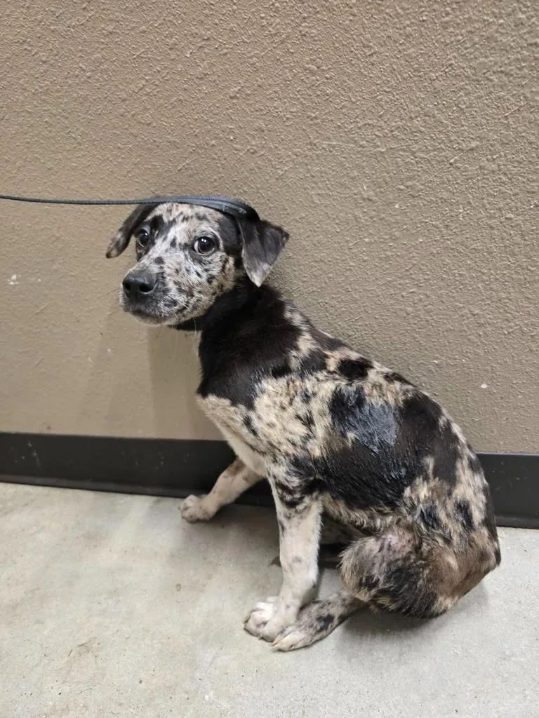 A baby medium-sized female Labrador Retriever dog named Diana for adoption in Huntsville, TX
