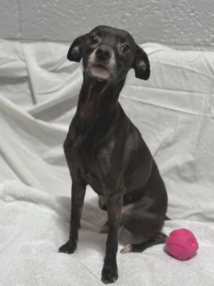 An adult medium-sized female Mixed Breed dog named Tater Tot for adoption in West Chester, PA