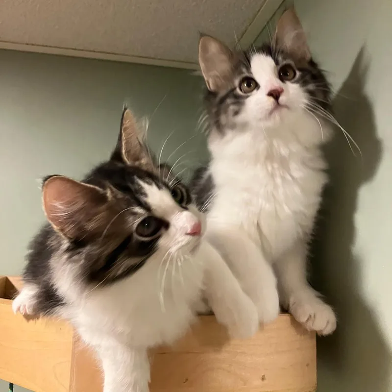 A baby small-sized male Gray / Blue / Silver Domestic Medium Hair cat named Clyde for adoption in Abingdon, MD