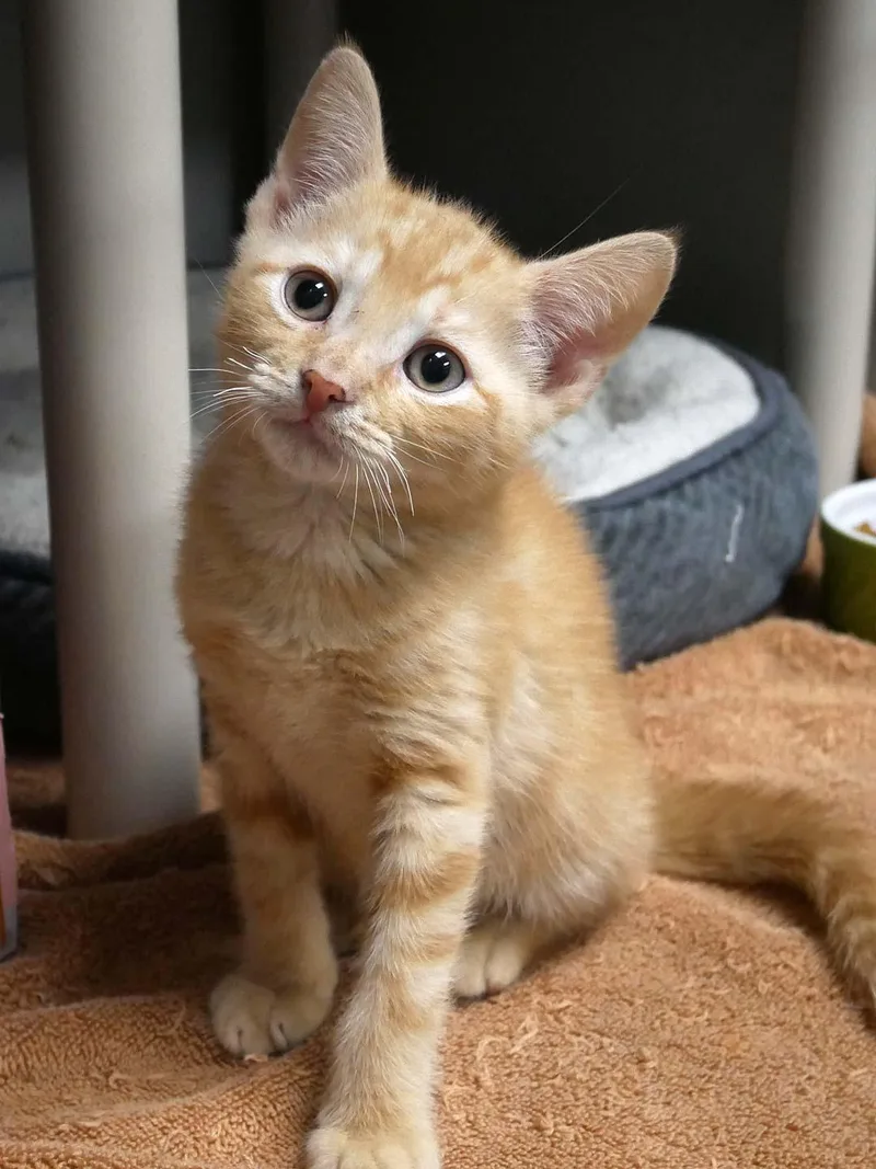 A baby small-sized male Tabby (Orange / Red) Domestic Short Hair cat named Deputy for adoption in Bloomingdale, NJ