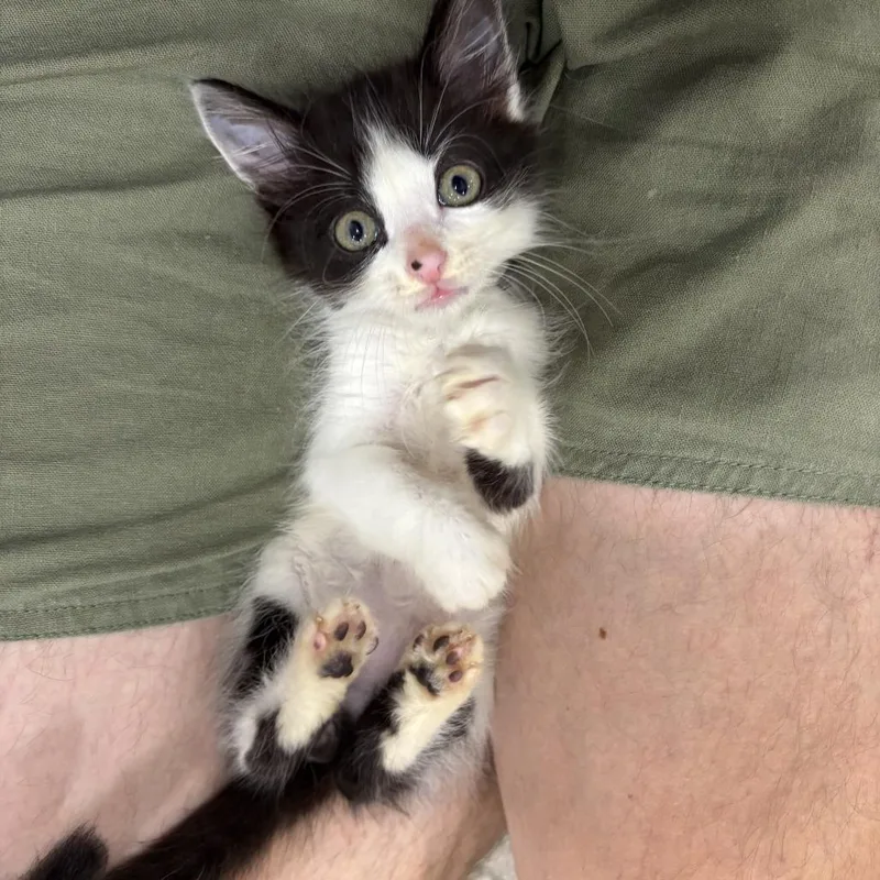A baby small-sized male Domestic Medium Hair cat named Jace for adoption in Cumming, GA