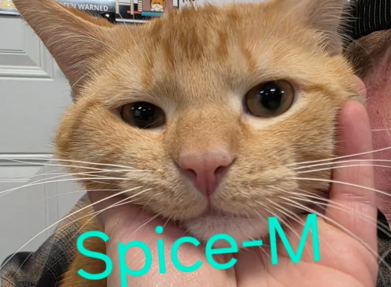 Spice