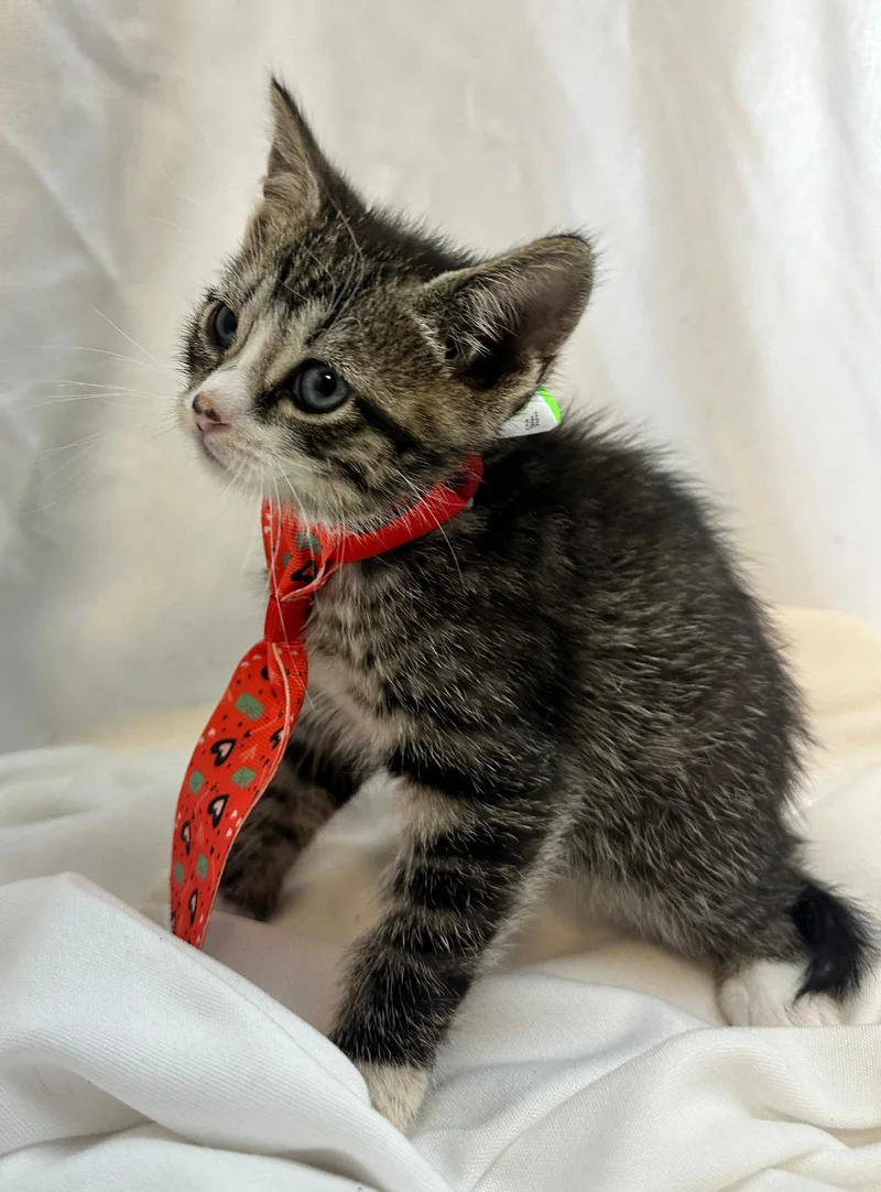 A baby medium-sized male Domestic Short Hair cat named Maneke for adoption in Margate, FL
