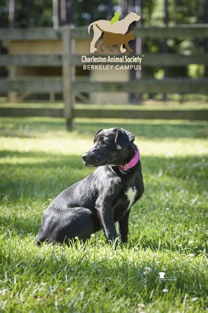 A young small-sized female Mixed Breed dog named B Carla for adoption in North Charleston, SC