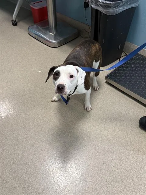 A young large-sized female Pit Bull Terrier dog named Cora for adoption in Newton, NC