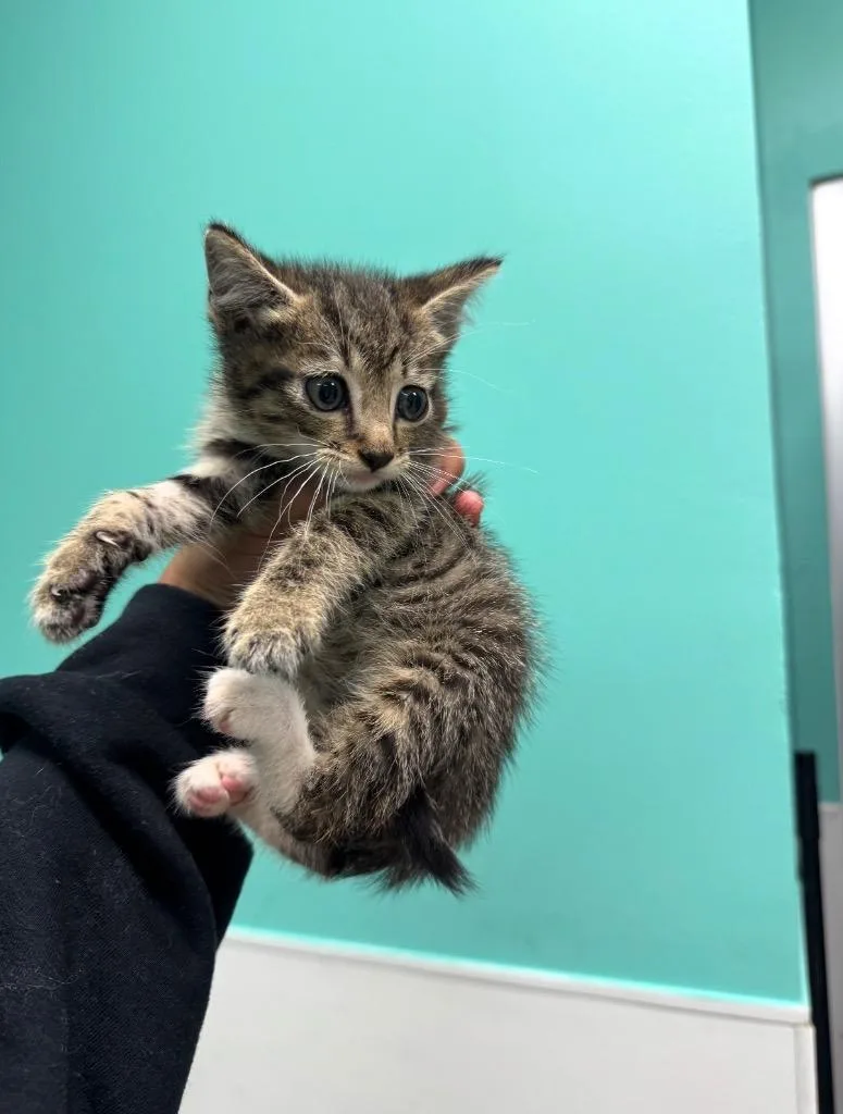 A baby medium-sized female Domestic Short Hair cat named Queen Bean for adoption in Belton, TX